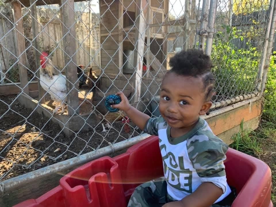 Child visiting chickens during an outdoor learning activity