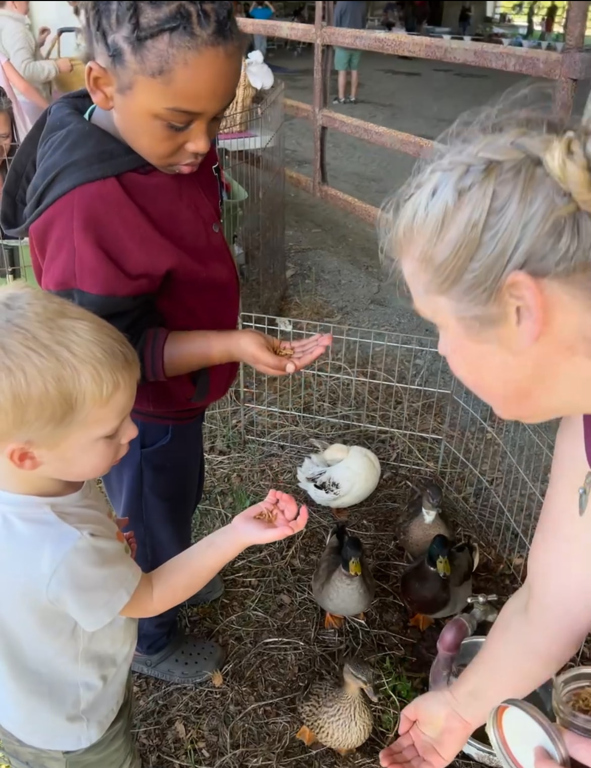 Children feeding ducks during an animal activity
