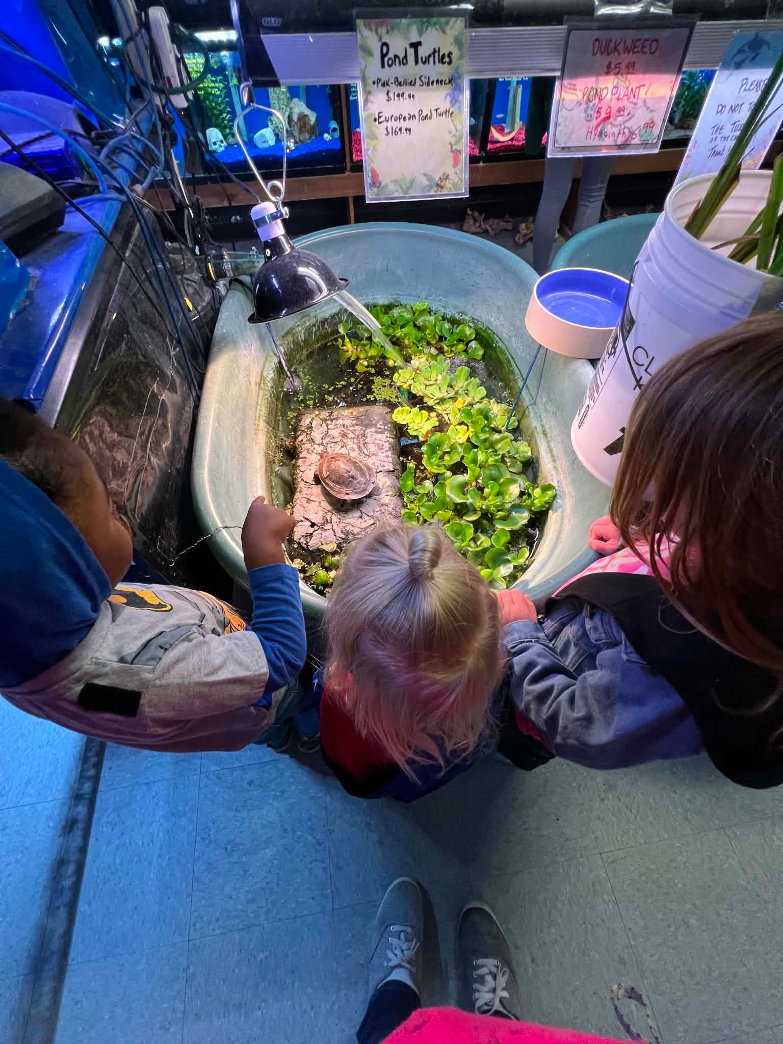 Children observing a turtle pond together
