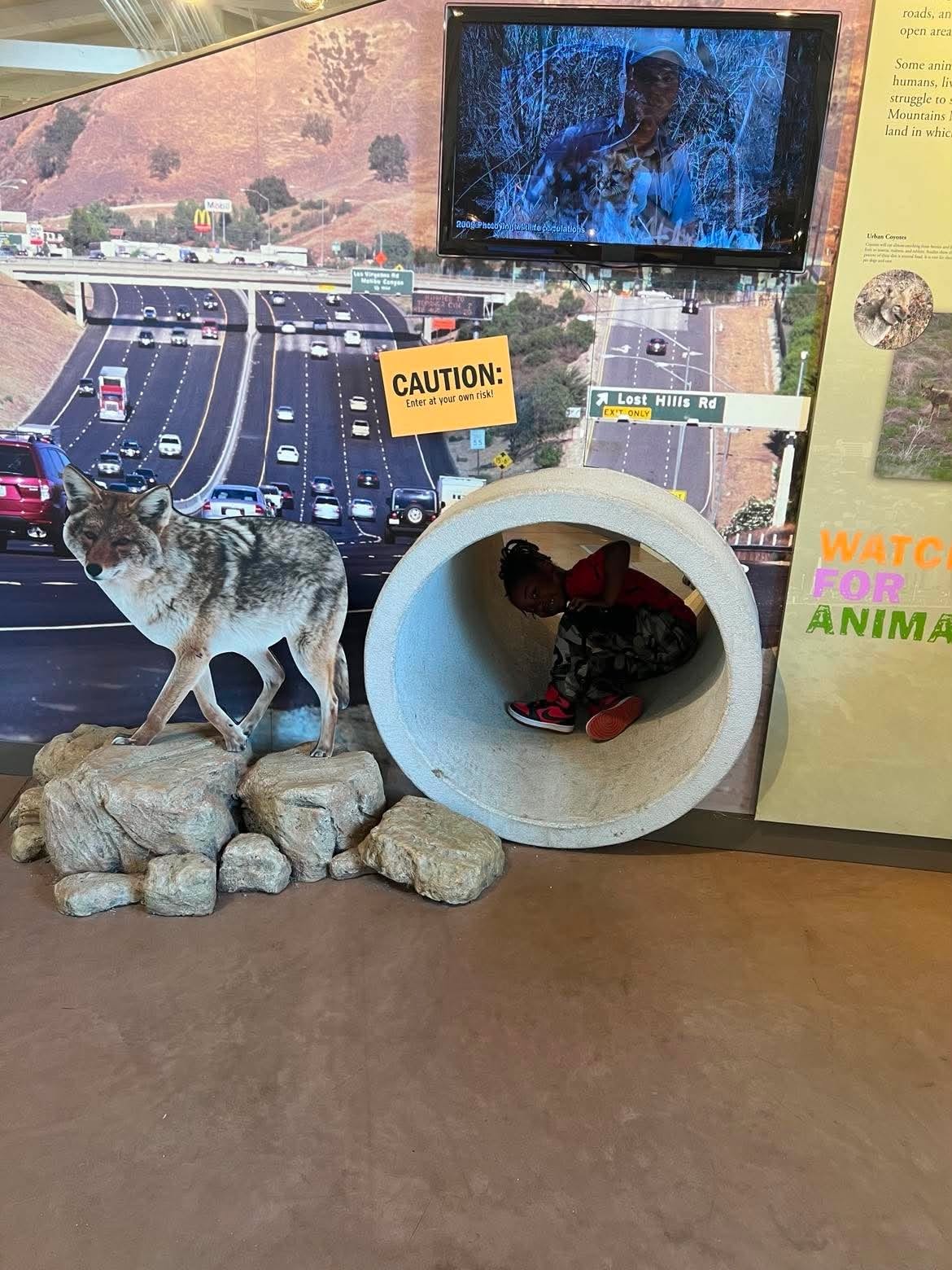 Child exploring a coyote wildlife education exhibit